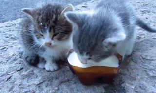 小猫到底能喝牛奶么